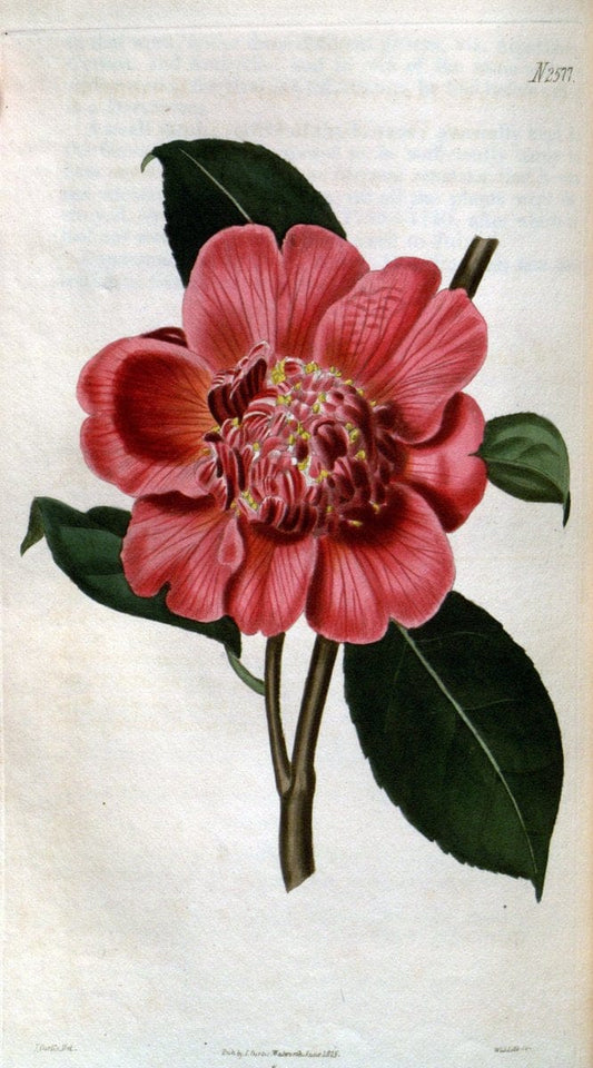 Curtis's botanical magazine. London ; New York [etc.] :Academic Press [etc.]. | "Botanical illustration" Botany Periodicals "Pictorial works" "Plants, Ornamental"  | Vintage Print Reproduction 457365