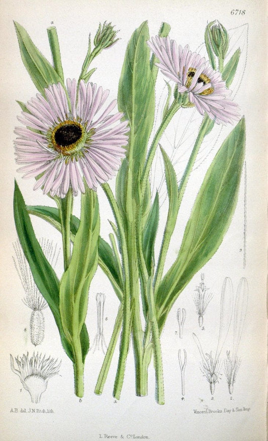 Curtis's botanical magazine. London ; New York [etc.] :Academic Press [etc.]. | "Botanical illustration" Botany Periodicals "Pictorial works" "Plants, Ornamental"  | Vintage Print Reproduction 457366