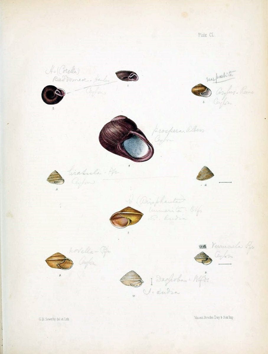 Conchologia indica,.London,1870-1876.. |  | Vintage Print Reproduction 457367