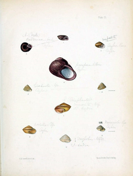 Conchologia indica,.London,1870-1876.. |  | Vintage Print Reproduction 457367