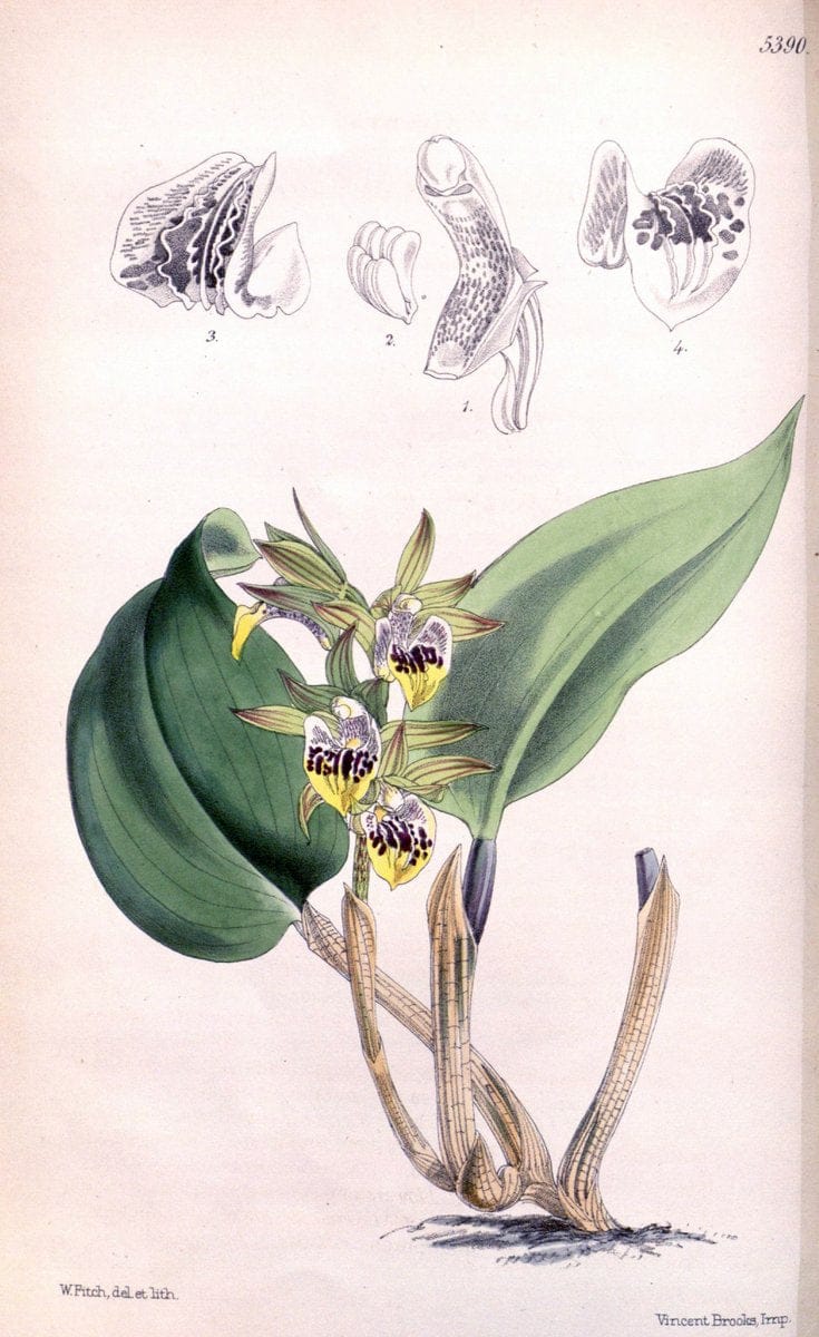 Curtis's botanical magazine. London ;New York [etc.] :Academic Press [etc.]. | Botany Periodicals "Pictorial works"  | Vintage Print Reproduction 457368