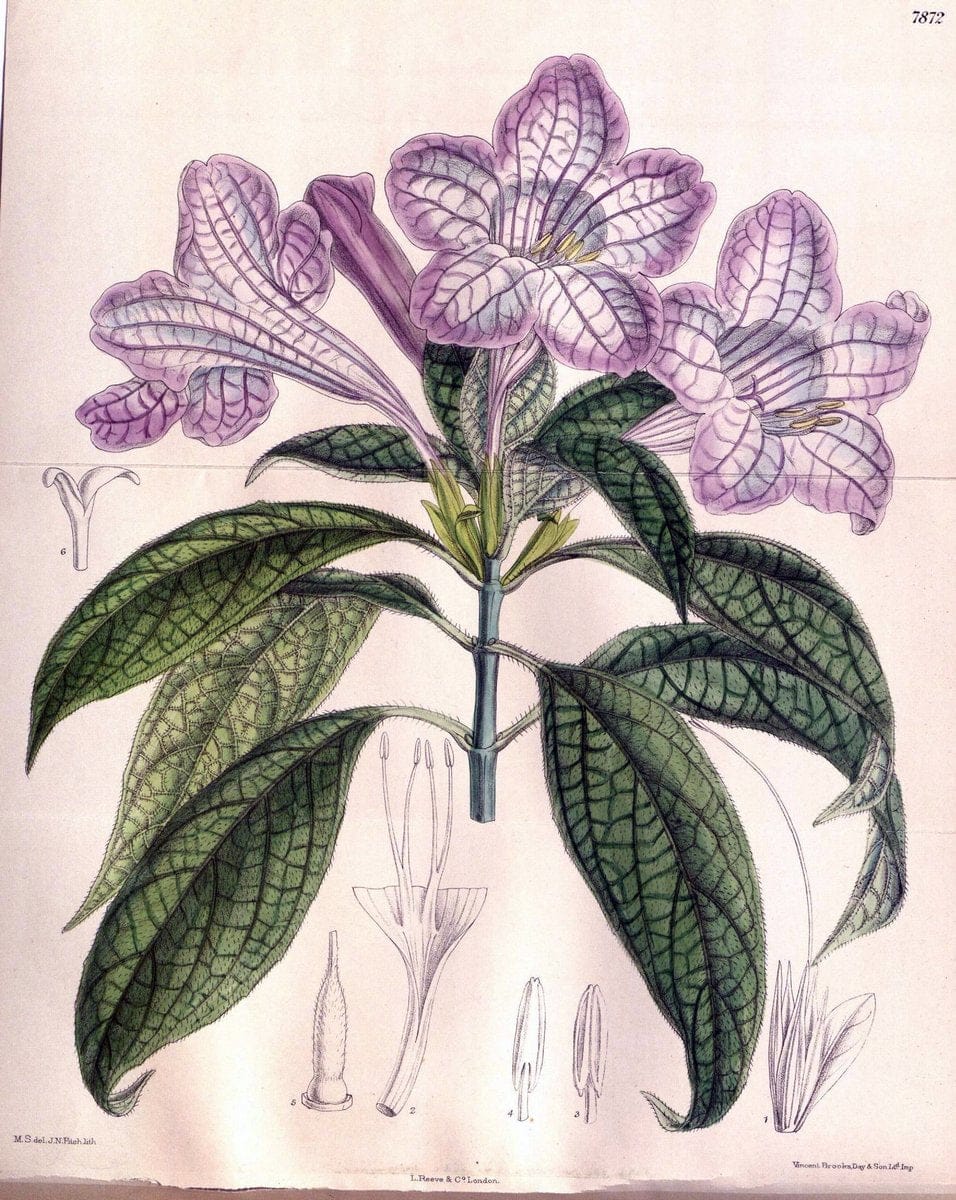 Curtis's botanical magazine. London ; New York [etc.] :Academic Press [etc.]. | "Botanical illustration" Botany Periodicals "Pictorial works" "Plants, Ornamental"  | Vintage Print Reproduction 457369