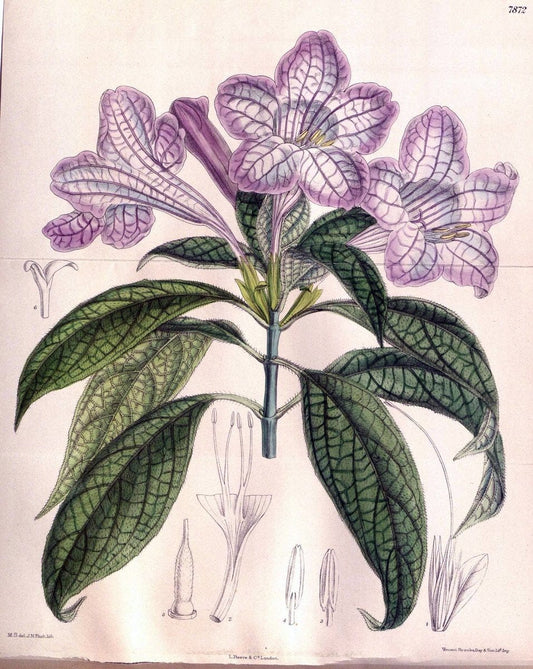 Curtis's botanical magazine. London ; New York [etc.] :Academic Press [etc.]. | "Botanical illustration" Botany Periodicals "Pictorial works" "Plants, Ornamental"  | Vintage Print Reproduction 457369