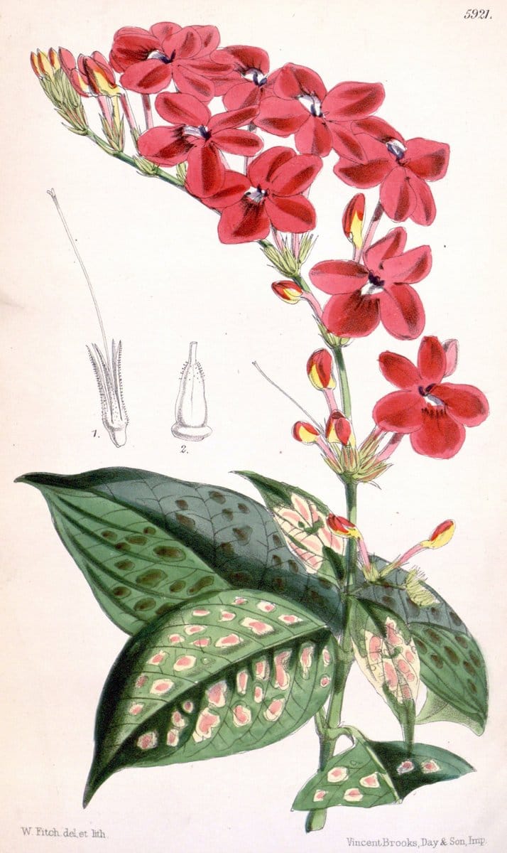 Curtis's botanical magazine. London ;New York [etc.] :Academic Press [etc.]. | Botany Periodicals "Pictorial works"  | Vintage Print Reproduction 457370