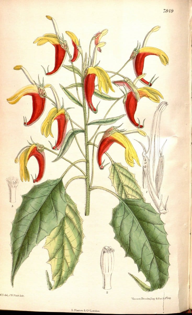 Curtis's botanical magazine. London ;New York [etc.] :Academic Press [etc.]. | Botany Periodicals "Pictorial works"  | Vintage Print Reproduction 457371