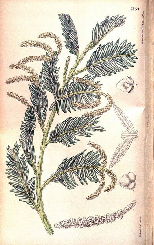 Curtis's botanical magazine. London ;New York [etc.] :Academic Press [etc.]. | Botany Periodicals "Pictorial works"  | Vintage Print Reproduction 457372