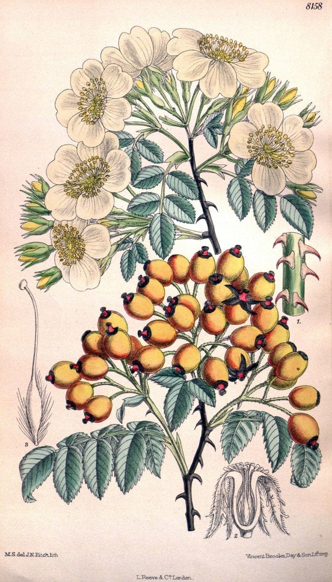 Curtis's botanical magazine. London ;New York [etc.] :Academic Press [etc.]. | Botany Periodicals "Pictorial works"  | Vintage Print Reproduction 457373