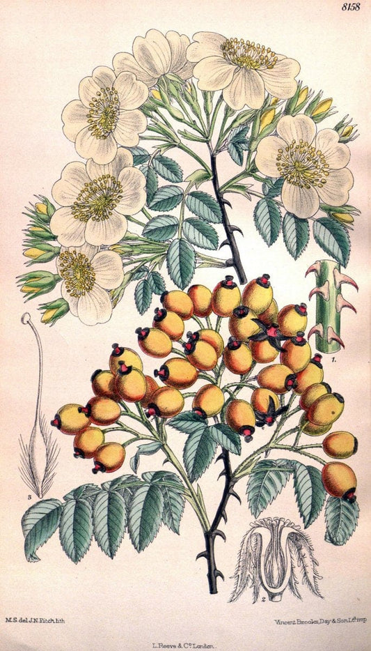 Curtis's botanical magazine. London ;New York [etc.] :Academic Press [etc.]. | Botany Periodicals "Pictorial works"  | Vintage Print Reproduction 457373