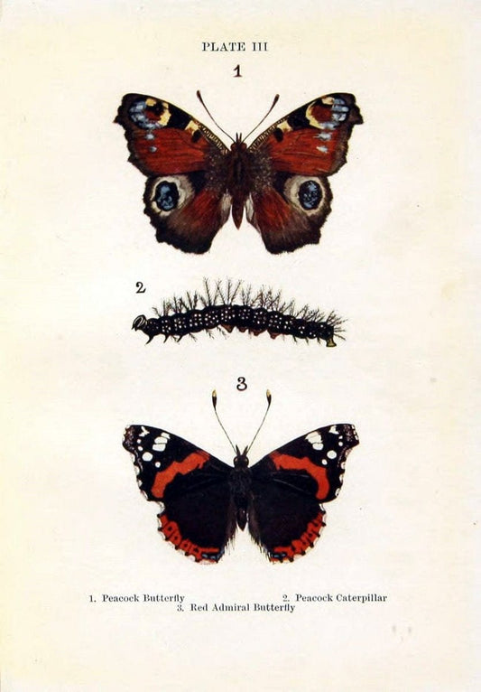 Butterflies and moths,.London & Edinburgh,T.C. & E.C. Jack[1910]. | Butterflies Moths "Cornell University Library" | Vintage Print Reproduction 457374