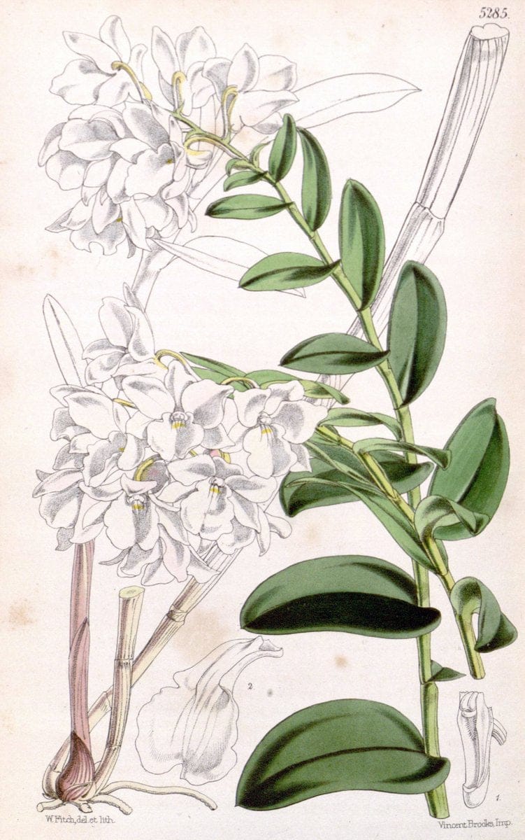 Curtis's botanical magazine. London ; New York [etc.] :Academic Press [etc.]. | "Botanical illustration" Botany Periodicals "Pictorial works" "Plants, Ornamental"  | Vintage Print Reproduction 457375