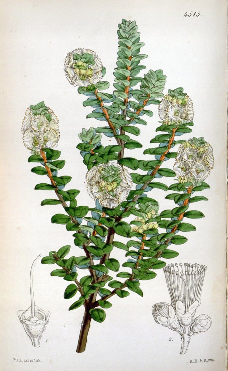 Curtis's botanical magazine. London ;New York [etc.] :Academic Press [etc.]. | Botany Periodicals "Pictorial works"  | Vintage Print Reproduction 457376