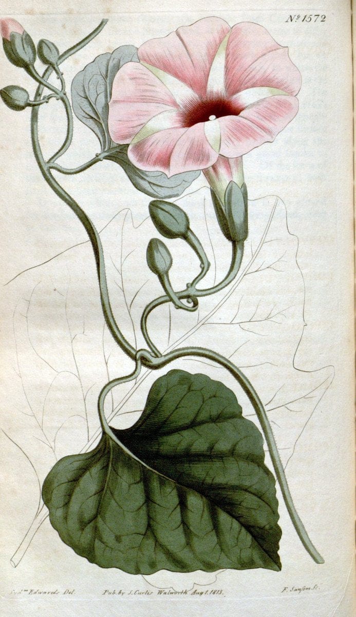 Curtis's botanical magazine. London ; New York [etc.] :Academic Press [etc.]. | "Botanical illustration" Botany Periodicals "Pictorial works" "Plants, Ornamental"  | Vintage Print Reproduction 457377