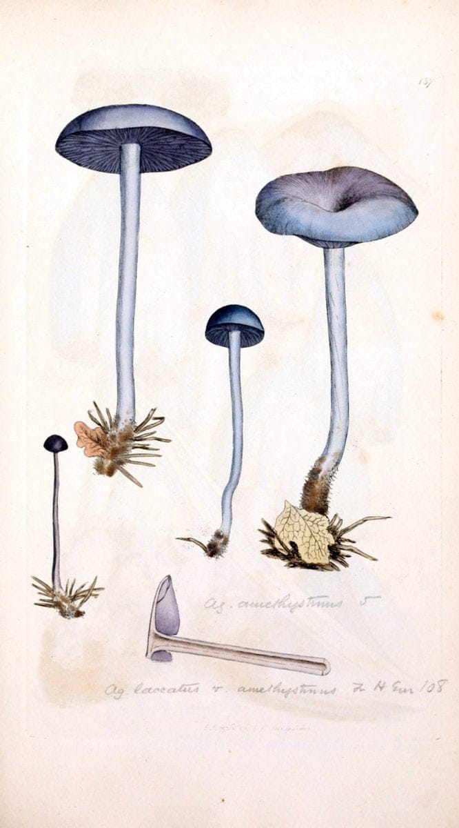 Coloured figures of English fungi or mushrooms. London,Printed by J. Davis,1797-[1809]. | England Mushrooms  | Vintage Print Reproduction 457378