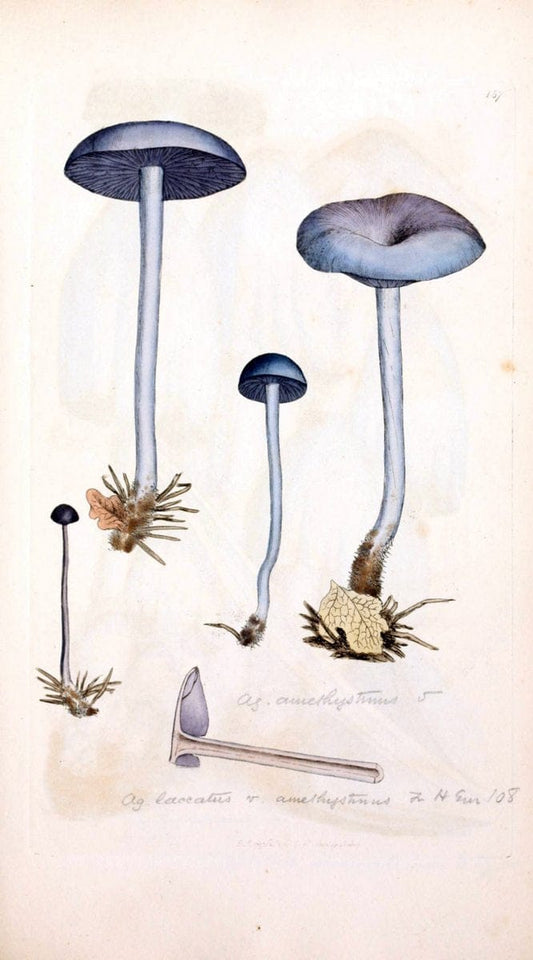Coloured figures of English fungi or mushrooms. London,Printed by J. Davis,1797-[1809]. | England Mushrooms  | Vintage Print Reproduction 457378