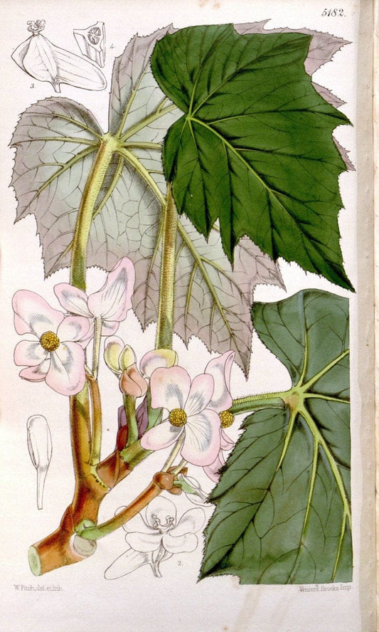 Curtis's botanical magazine. London ;New York [etc.] :Academic Press [etc.]. | Botany Periodicals "Pictorial works"  | Vintage Print Reproduction 457379