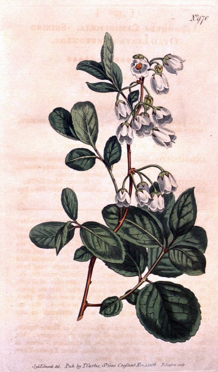 Curtis's botanical magazine. London ;New York [etc.] :Academic Press [etc.]. | Botany Periodicals "Pictorial works"  | Vintage Print Reproduction 457380