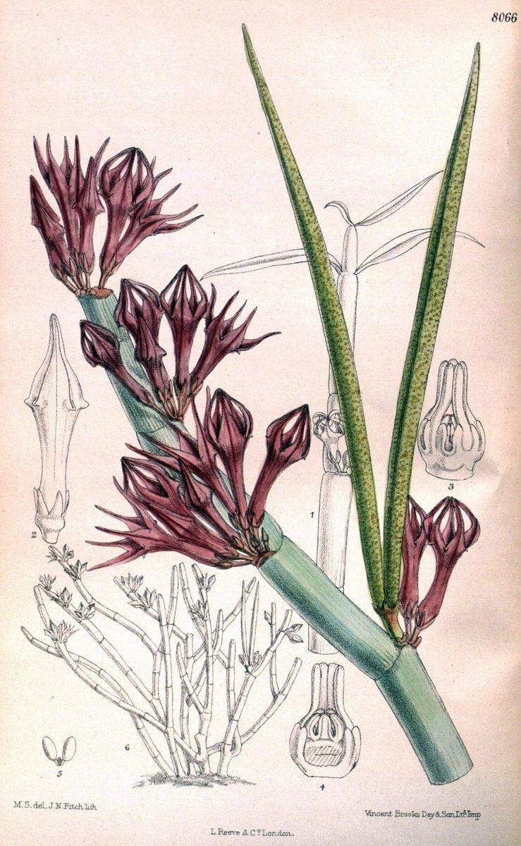 Curtis's botanical magazine. London ; New York [etc.] :Academic Press [etc.]. | "Botanical illustration" Botany Periodicals "Pictorial works" "Plants, Ornamental"  | Vintage Print Reproduction 457381