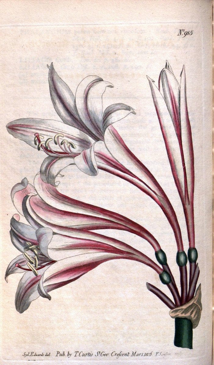 Curtis's botanical magazine. London ;New York [etc.] :Academic Press [etc.]. | Botany Periodicals "Pictorial works"  | Vintage Print Reproduction 457383