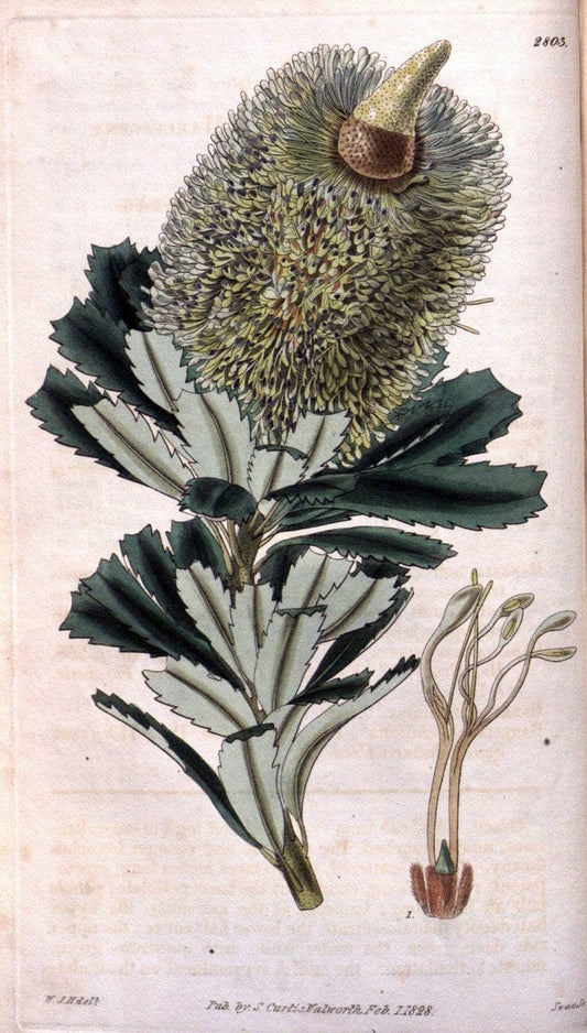 Curtis's botanical magazine. London ; New York [etc.] :Academic Press [etc.]. | "Botanical illustration" Botany Periodicals "Pictorial works" "Plants, Ornamental"  | Vintage Print Reproduction 457384