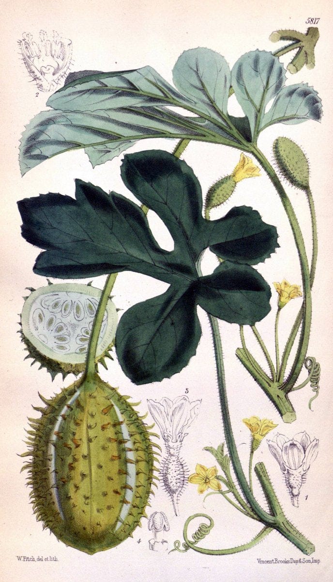 Curtis's botanical magazine. London ; New York [etc.] :Academic Press [etc.]. | "Botanical illustration" Botany Periodicals "Pictorial works" "Plants, Ornamental"  | Vintage Print Reproduction 457385