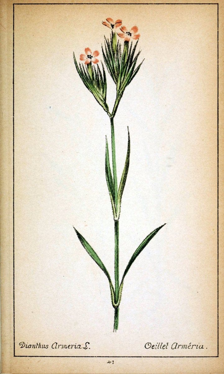 Choix de plantes de l'Europe centrale et particuliÃ¨rement de la Suisse et de la SavoieGe | Europe Central "Pictorial works" Plants "Savoy (France and Italy)" Switzerland  | Vintage Reproduction 457386