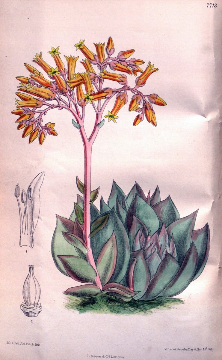 Curtis's botanical magazine. London ;New York [etc.] :Academic Press [etc.]. | Botany Periodicals "Pictorial works"  | Vintage Print Reproduction 457388