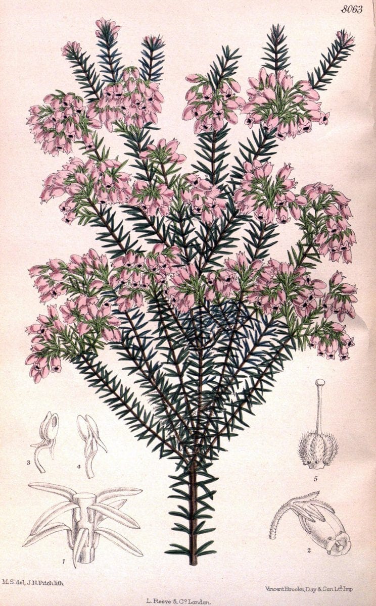 Curtis's botanical magazine. London ; New York [etc.] :Academic Press [etc.]. | "Botanical illustration" Botany Periodicals "Pictorial works" "Plants, Ornamental"  | Vintage Print Reproduction 457389