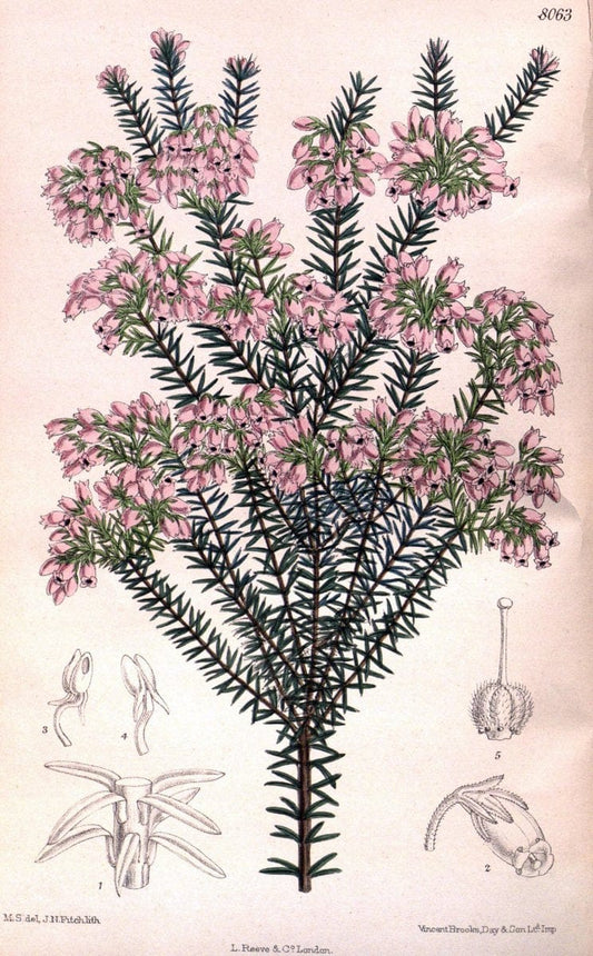 Curtis's botanical magazine. London ; New York [etc.] :Academic Press [etc.]. | "Botanical illustration" Botany Periodicals "Pictorial works" "Plants, Ornamental"  | Vintage Print Reproduction 457389