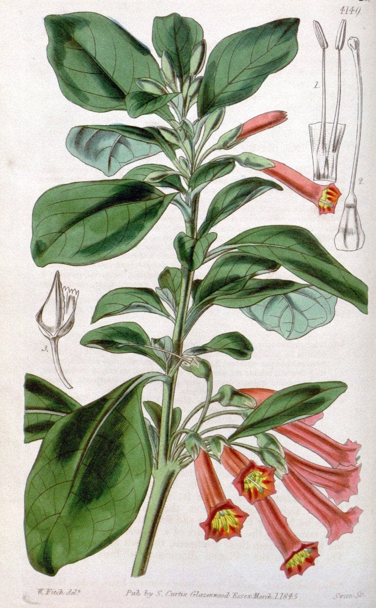 Curtis's botanical magazine. London ; New York [etc.] :Academic Press [etc.]. | "Botanical illustration" Botany Periodicals "Pictorial works" "Plants, Ornamental"  | Vintage Print Reproduction 457390