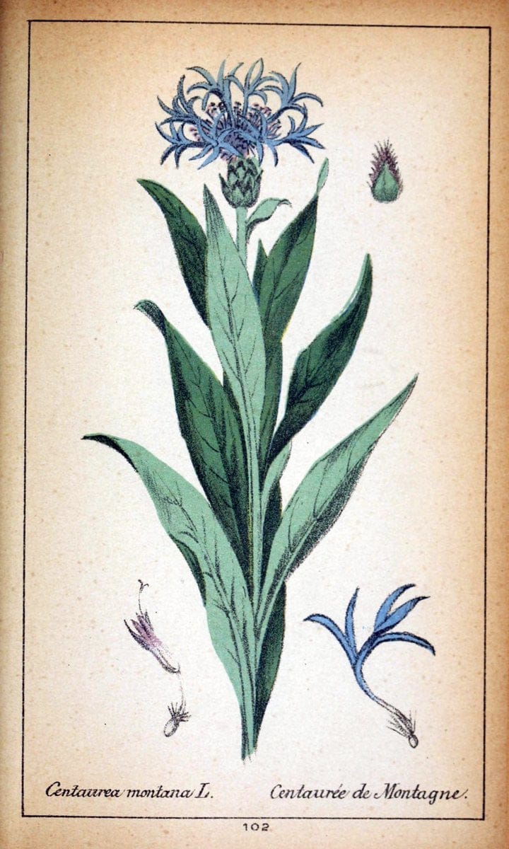 Choix de plantes de l'Europe centrale et particuliÃ¨rement de la Suisse et de la SavoieGe | Europe Central "Pictorial works" Plants "Savoy (France and Italy)" Switzerland  | Vintage Reproduction 457391