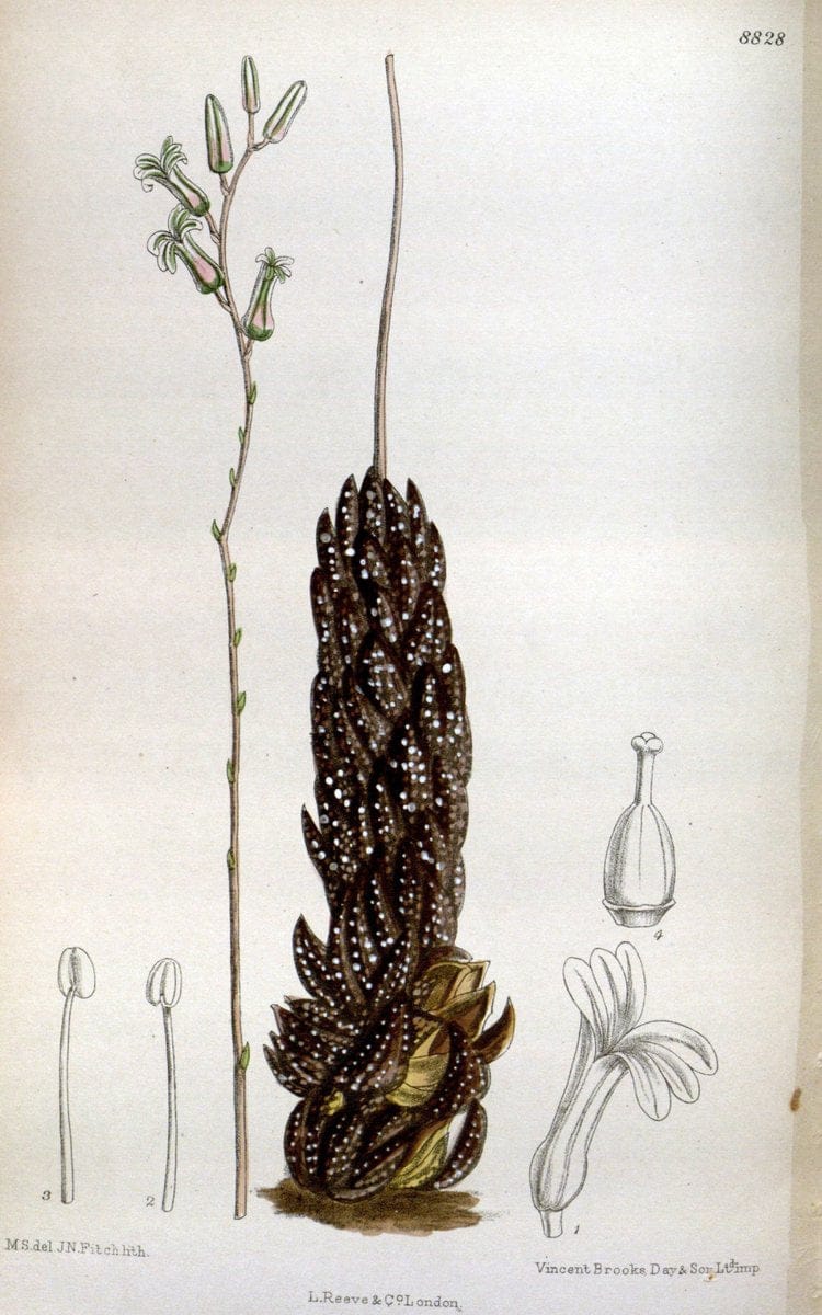 Curtis's botanical magazine. London ; New York [etc.] :Academic Press [etc.]. | "Botanical illustration" Botany Periodicals "Pictorial works" "Plants, Ornamental"  | Vintage Print Reproduction 457392