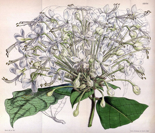 Curtis's botanical magazine. London ; New York [etc.] :Academic Press [etc.]. | "Botanical illustration" Botany Periodicals "Pictorial works" "Plants, Ornamental"  | Vintage Print Reproduction 457393