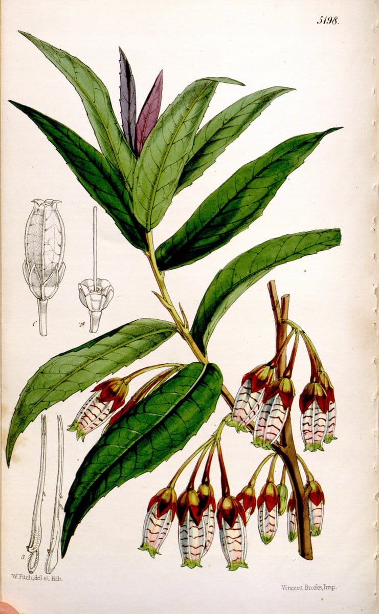 Curtis's botanical magazine. London ;New York [etc.] :Academic Press [etc.]. | Botany Periodicals "Pictorial works"  | Vintage Print Reproduction 457394