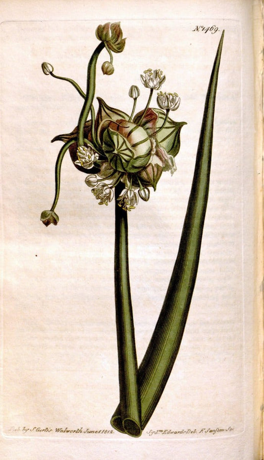 Curtis's botanical magazine. London ;New York [etc.] :Academic Press [etc.]. | Botany Periodicals "Pictorial works"  | Vintage Print Reproduction 457395