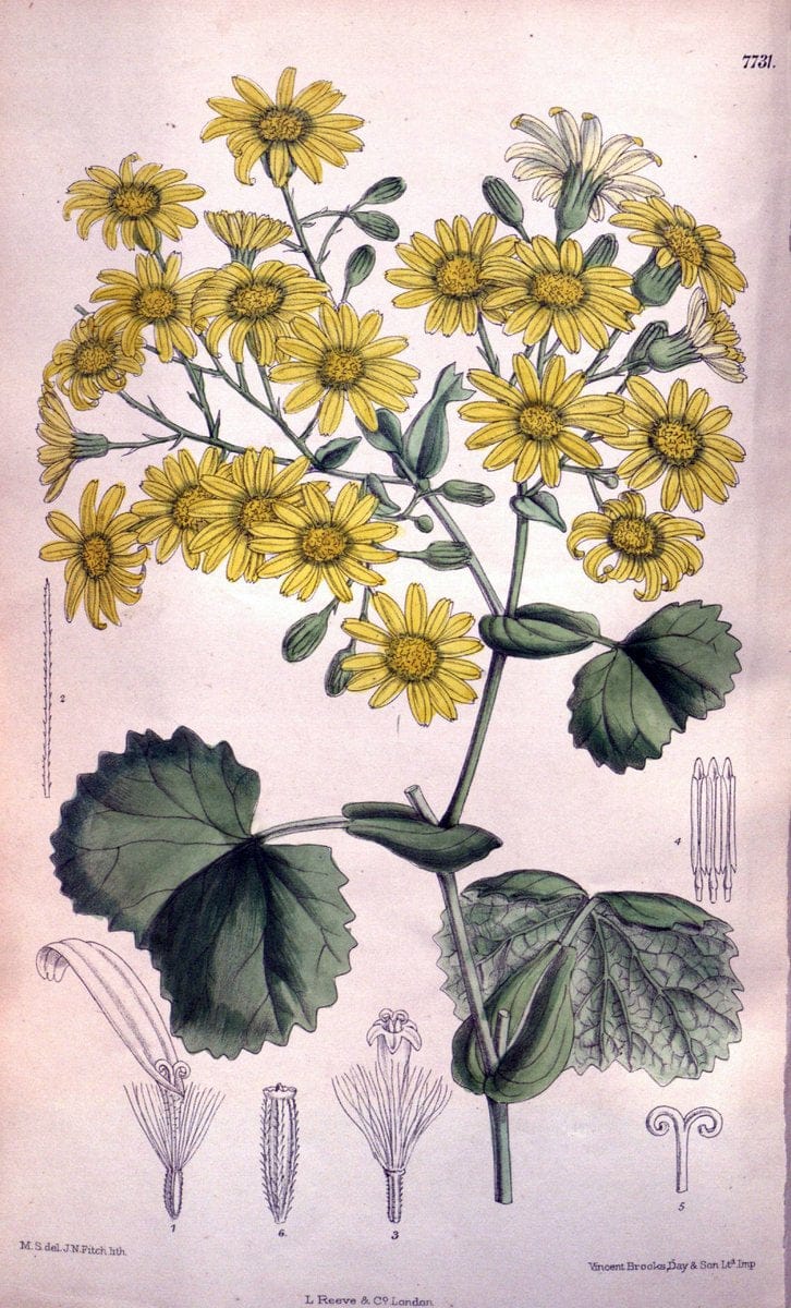 Curtis's botanical magazine. London ;New York [etc.] :Academic Press [etc.]. | Botany Periodicals "Pictorial works"  | Vintage Print Reproduction 457396