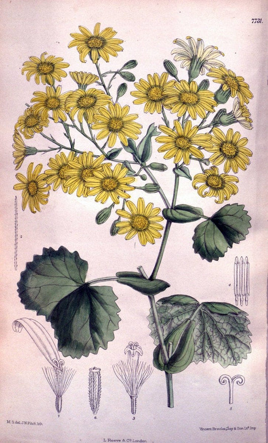 Curtis's botanical magazine. London ;New York [etc.] :Academic Press [etc.]. | Botany Periodicals "Pictorial works"  | Vintage Print Reproduction 457396