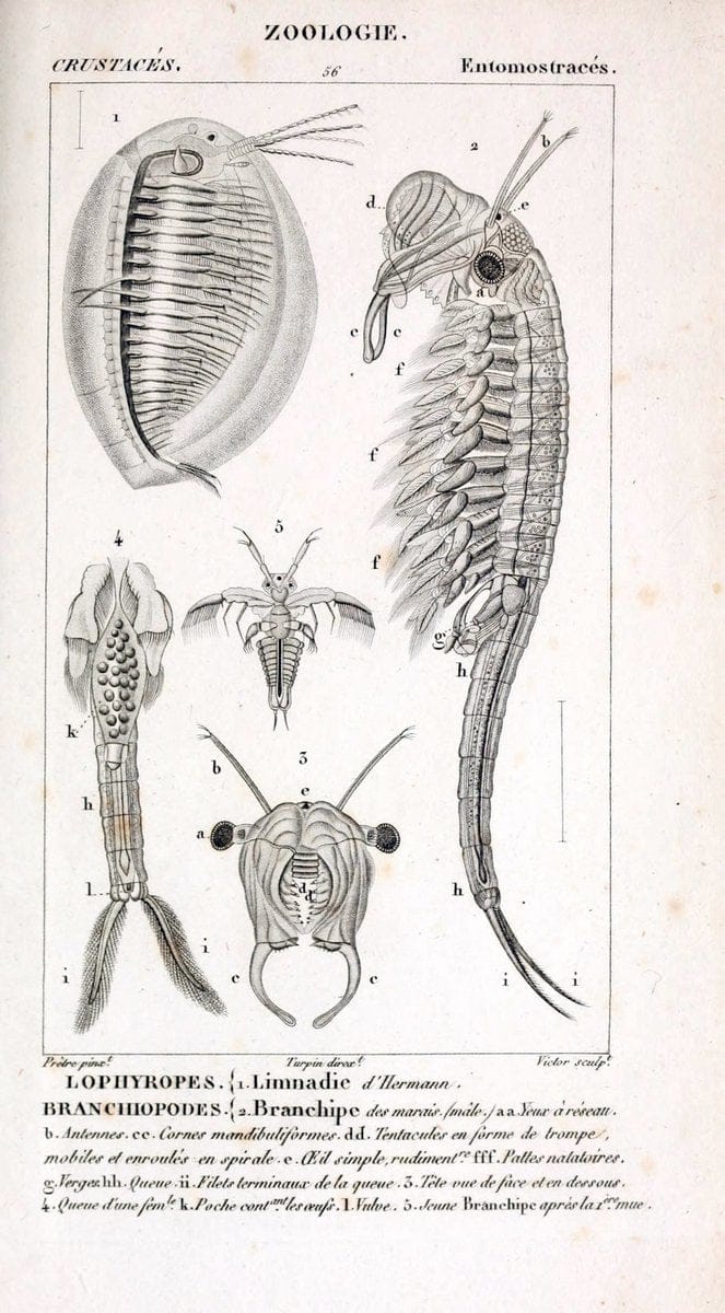 ConsidÃ©rations gÃ©nÃ©rales sur la classe des crustacÃ©s :.Paris :F.G. Levrault,1825.  | Crustacea France Zoology  | Vintage Print Reproduction 457397