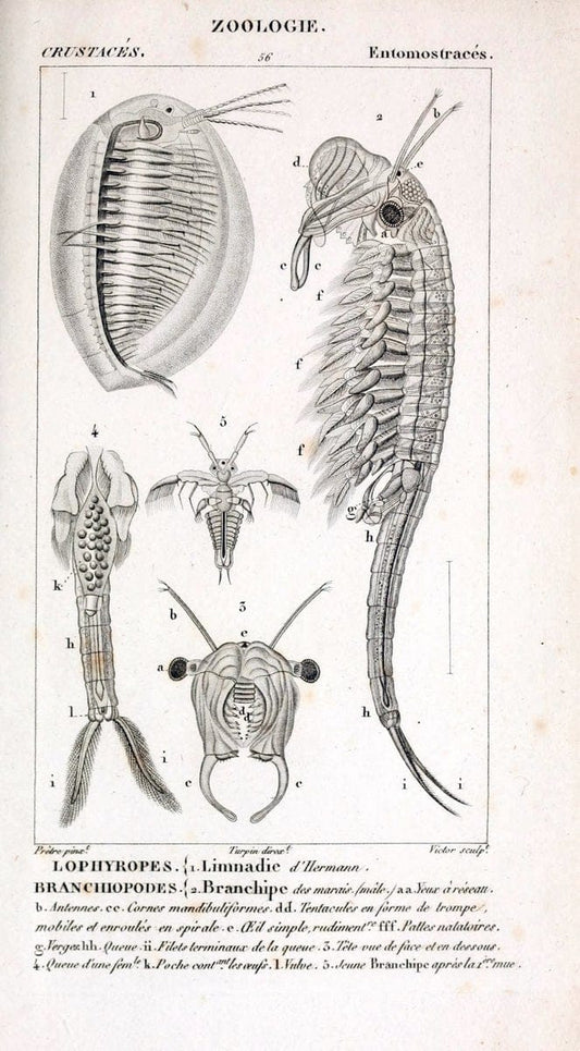 ConsidÃ©rations gÃ©nÃ©rales sur la classe des crustacÃ©s :.Paris :F.G. Levrault,1825.  | Crustacea France Zoology  | Vintage Print Reproduction 457397