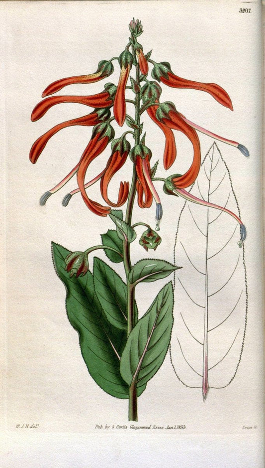 Curtis's botanical magazine. London ; New York [etc.] :Academic Press [etc.]. | "Botanical illustration" Botany Periodicals "Pictorial works" "Plants, Ornamental"  | Vintage Print Reproduction 457398