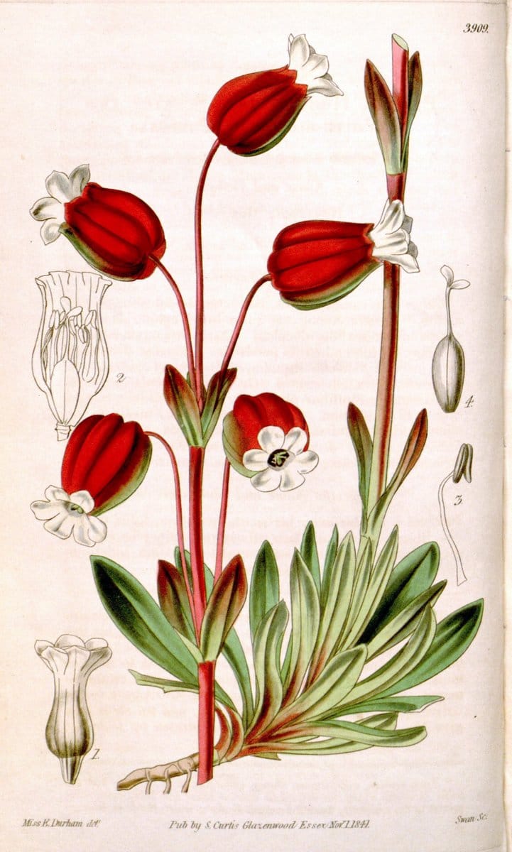 Curtis's botanical magazine. London ; New York [etc.] :Academic Press [etc.]. | "Botanical illustration" Botany Periodicals "Pictorial works" "Plants, Ornamental"  | Vintage Print Reproduction 457399