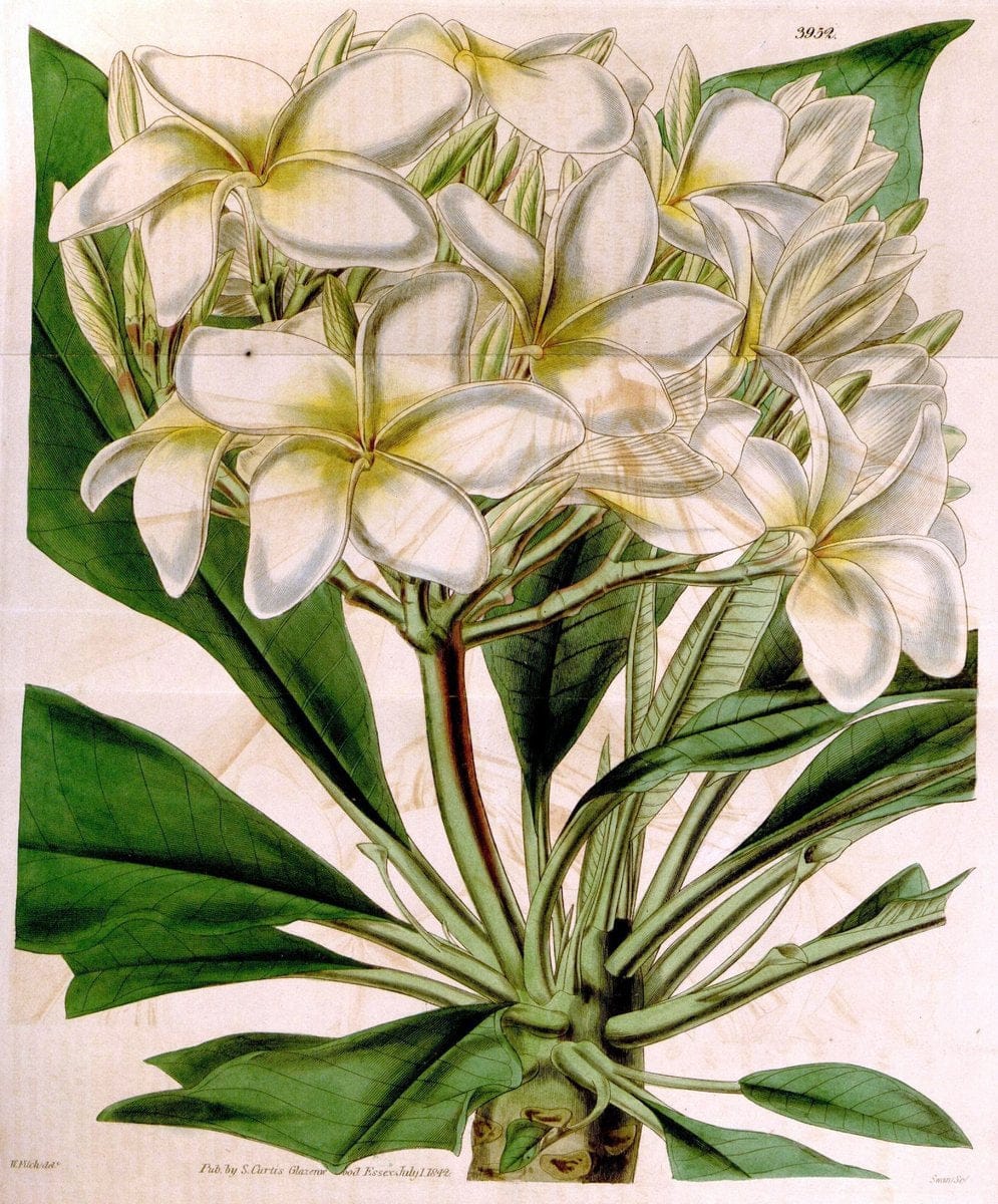 Curtis's botanical magazine. London ; New York [etc.] :Academic Press [etc.]. | "Botanical illustration" Botany Periodicals "Pictorial works" "Plants, Ornamental"  | Vintage Print Reproduction 457400