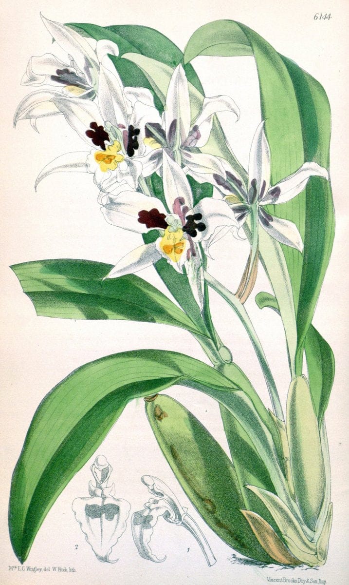 Curtis's botanical magazine. London ; New York [etc.] :Academic Press [etc.]. | "Botanical illustration" Botany Periodicals "Pictorial works" "Plants, Ornamental"  | Vintage Print Reproduction 457402