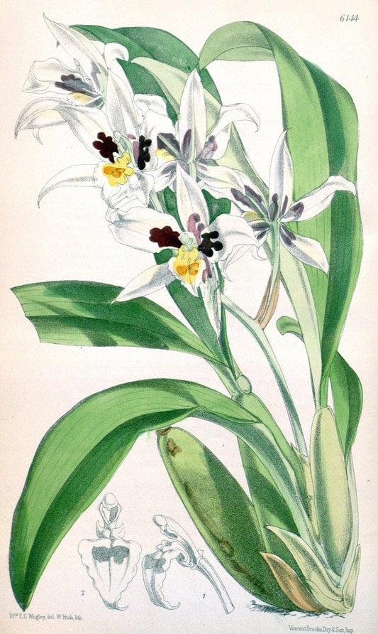 Curtis's botanical magazine. London ; New York [etc.] :Academic Press [etc.]. | "Botanical illustration" Botany Periodicals "Pictorial works" "Plants, Ornamental"  | Vintage Print Reproduction 457402