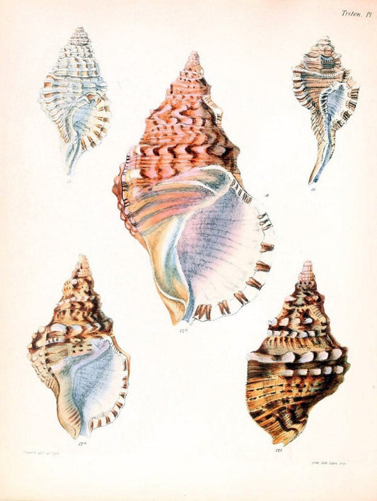 Conchologia iconica, or, Illustrations of the shells of molluscous animals /.London :Reeve, Brothers,1843-1878.  | Mollusks "Pictorial works" Shells | Vintage Print Reproduction 457403