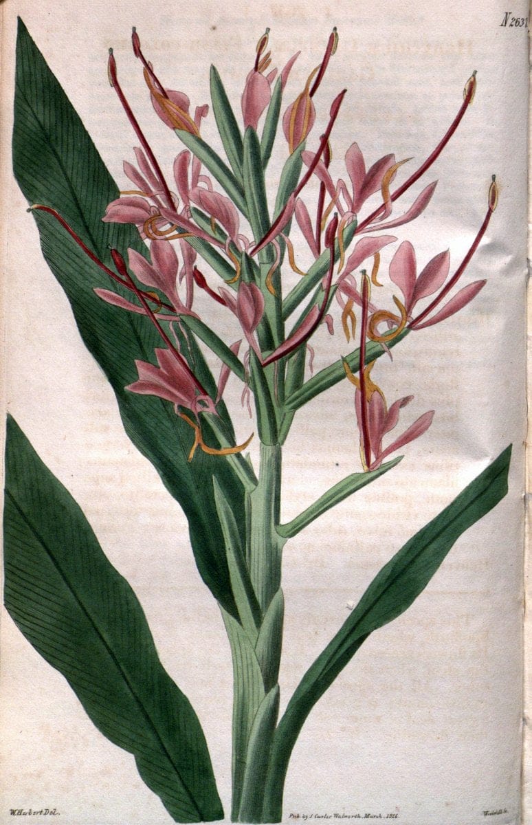 Curtis's botanical magazine. London ; New York [etc.] :Academic Press [etc.]. | "Botanical illustration" Botany Periodicals "Pictorial works" "Plants, Ornamental"  | Vintage Print Reproduction 457404