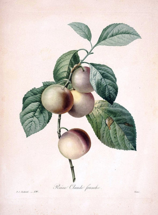 Choix des plus belles fleurs :.Paris:Ernest Panckoucke,[1833].. |  | Vintage Print Reproduction 457406