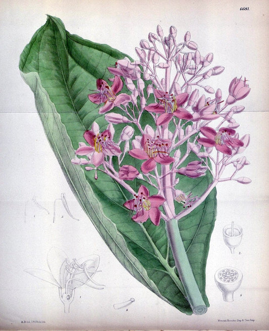 Curtis's botanical magazine. London ; New York [etc.] :Academic Press [etc.]. | "Botanical illustration" Botany Periodicals "Pictorial works" "Plants, Ornamental"  | Vintage Print Reproduction 457407