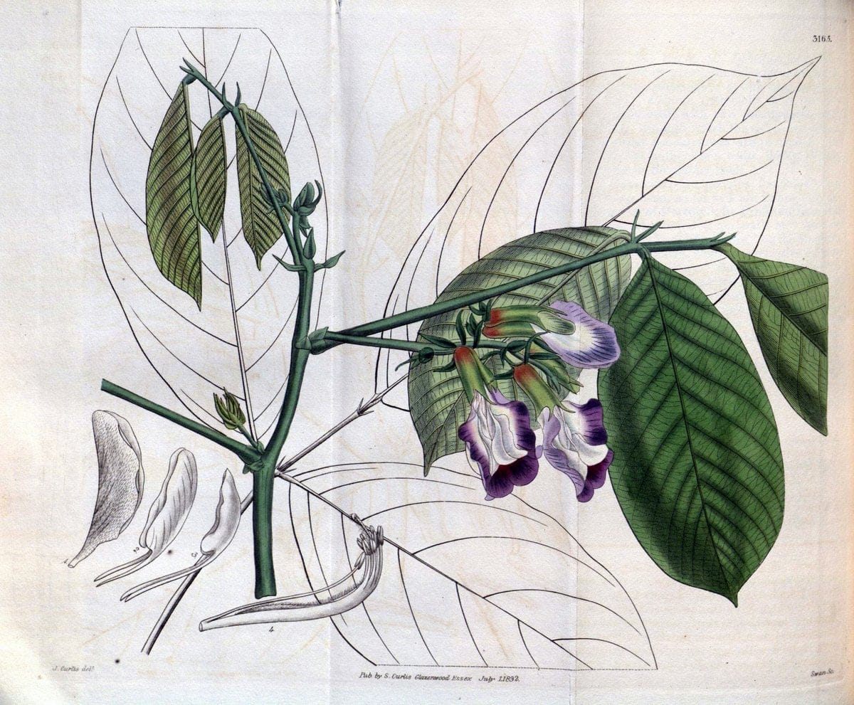 Curtis's botanical magazine. London ; New York [etc.] :Academic Press [etc.]. | "Botanical illustration" Botany Periodicals "Pictorial works" "Plants, Ornamental"  | Vintage Print Reproduction 457408