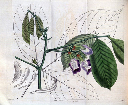 Curtis's botanical magazine. London ; New York [etc.] :Academic Press [etc.]. | "Botanical illustration" Botany Periodicals "Pictorial works" "Plants, Ornamental"  | Vintage Print Reproduction 457408