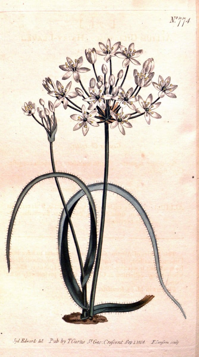 Curtis's botanical magazine..London ;New York [etc.] :Academic Press [etc.]. |  | Vintage Print Reproduction 457409